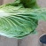 精品（兰州货）大白菜大量有货，欢迎全国市场老板联系