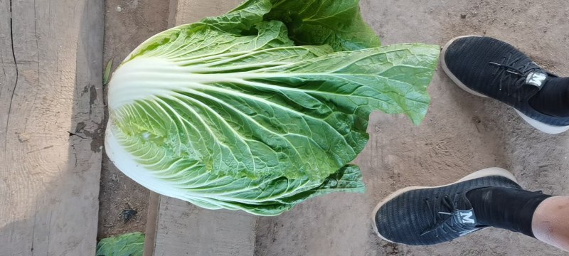 精品（兰州货）大白菜大量有货，欢迎全国市场老板联系