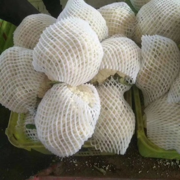 精品（兰州货）散花有机花菜大量有货，欢迎全国市场老板联系