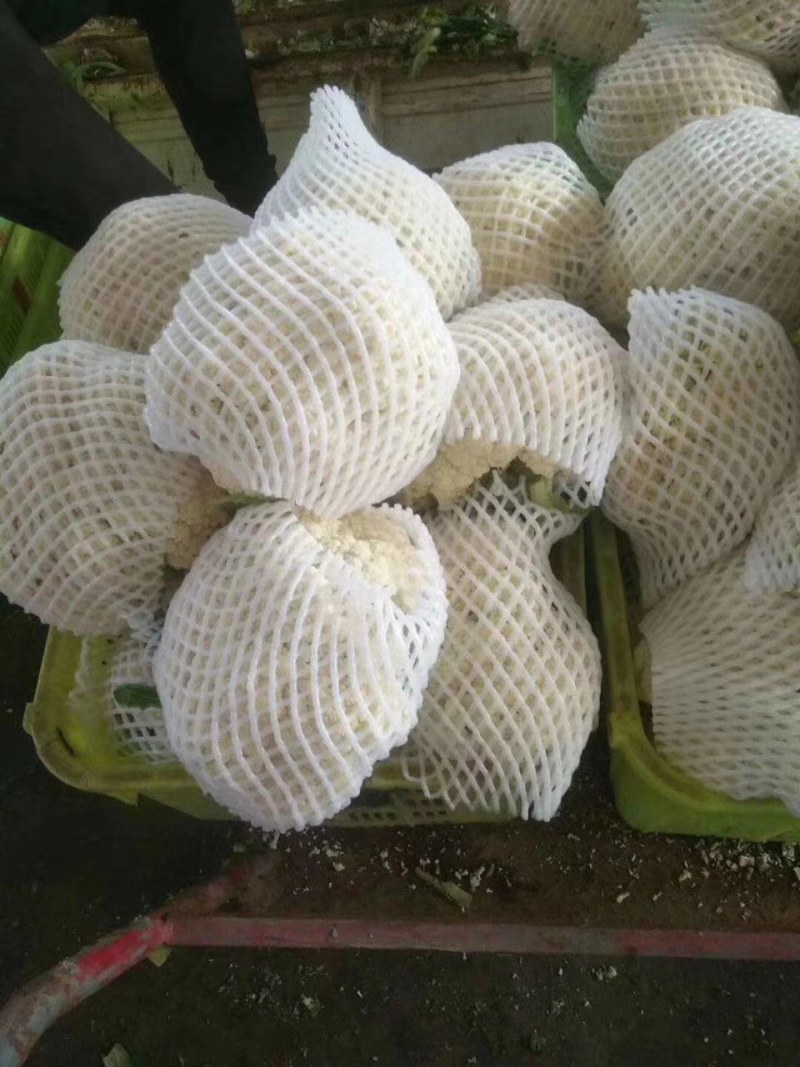 精品（兰州货）散花有机花菜大量有货，欢迎全国市场老板联系