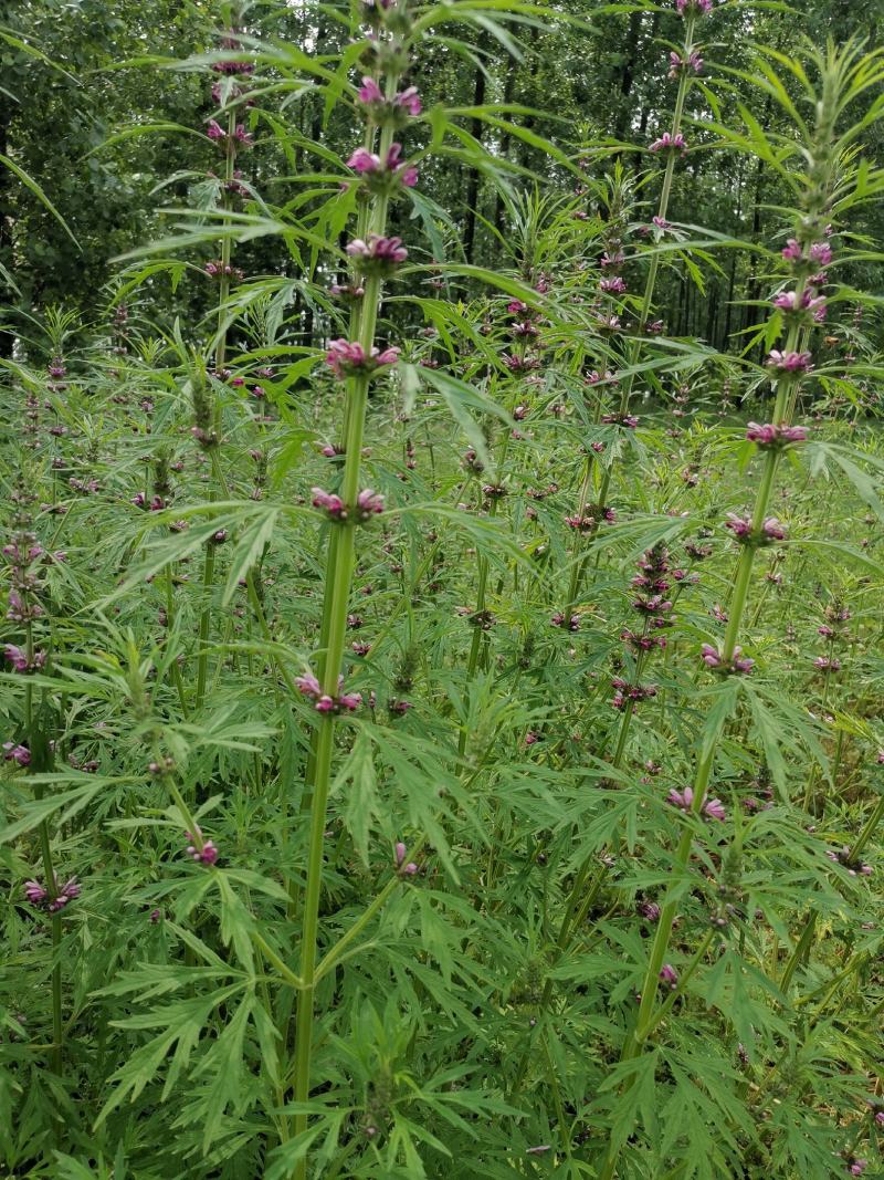 安徽正宗野生益母草干草鲜草整颗切段包邮发货