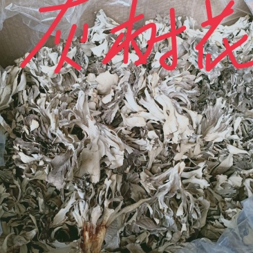 灰树花，药用灰树花质量保证，经营各种中药材欢迎咨询合作！