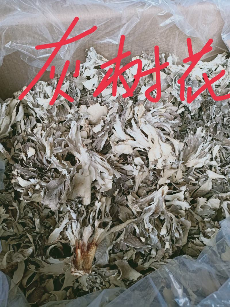 灰树花，药用灰树花质量保证，经营各种中药材欢迎咨询合作！