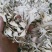 灰树花，药用灰树花质量保证，经营各种中药材欢迎咨询合作！