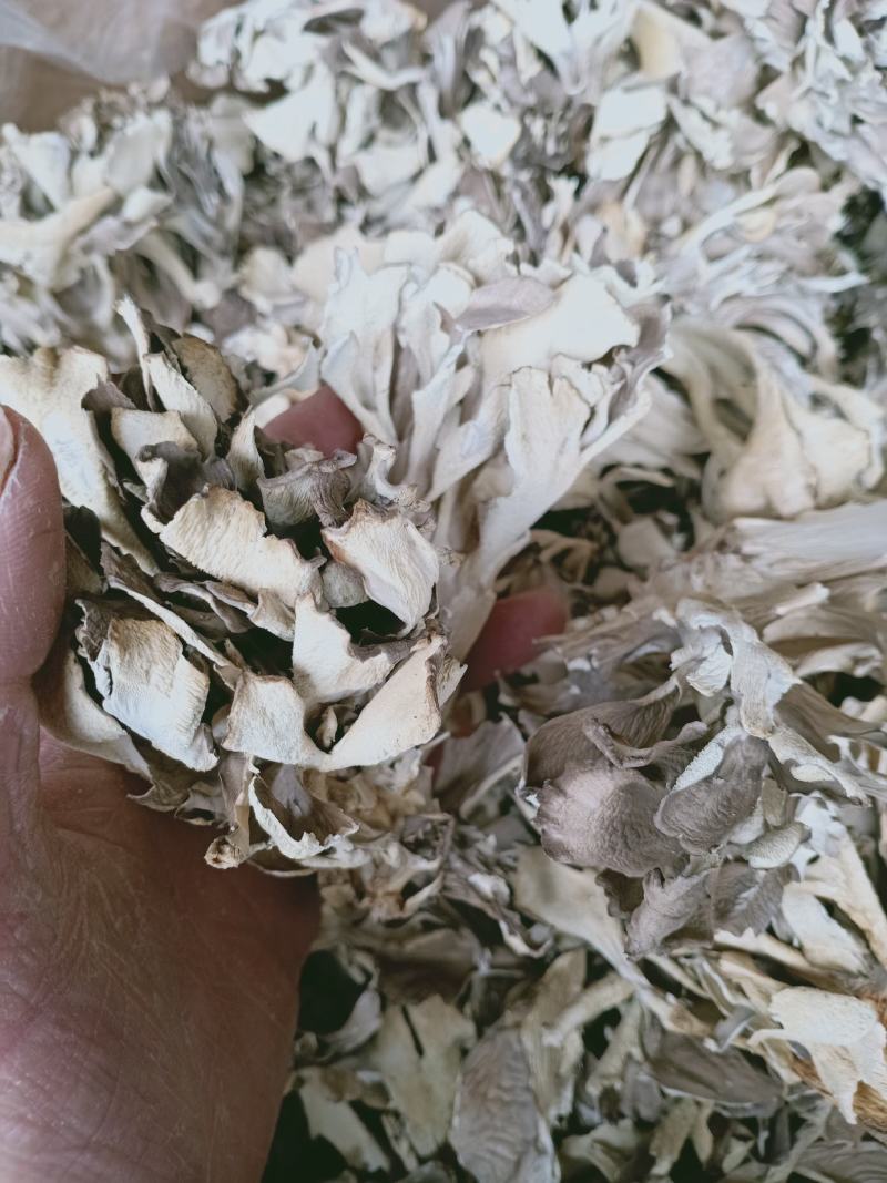 灰树花，药用灰树花质量保证，经营各种中药材欢迎咨询合作！