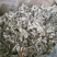 灰树花，药用灰树花质量保证，经营各种中药材欢迎咨询合作！