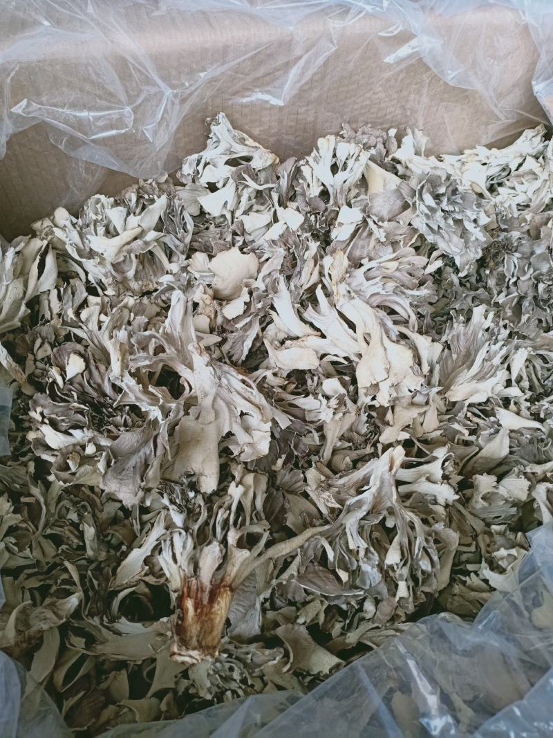 灰树花，药用灰树花质量保证，经营各种中药材欢迎咨询合作！