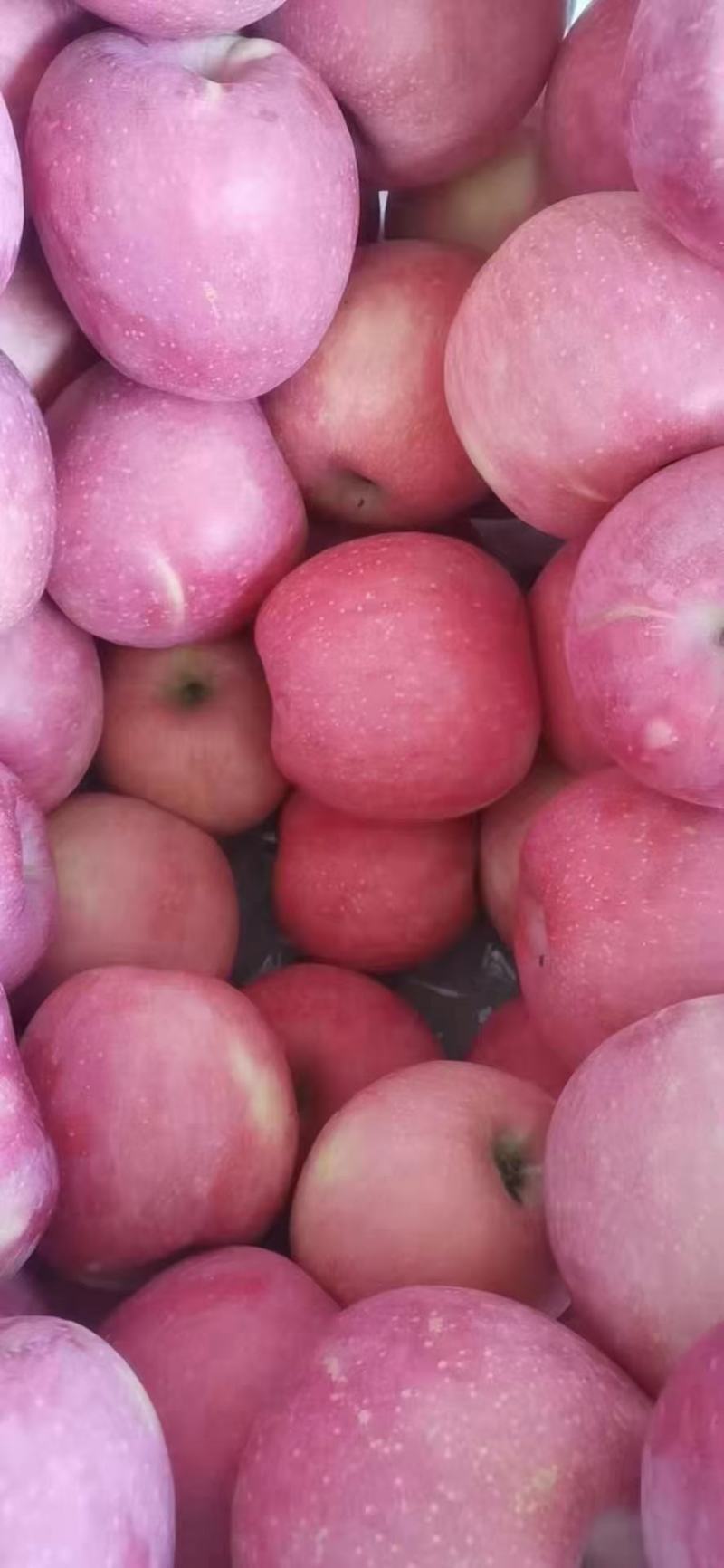 富士苹果大量上市了有需要的联系我今年质量非常好价格合理