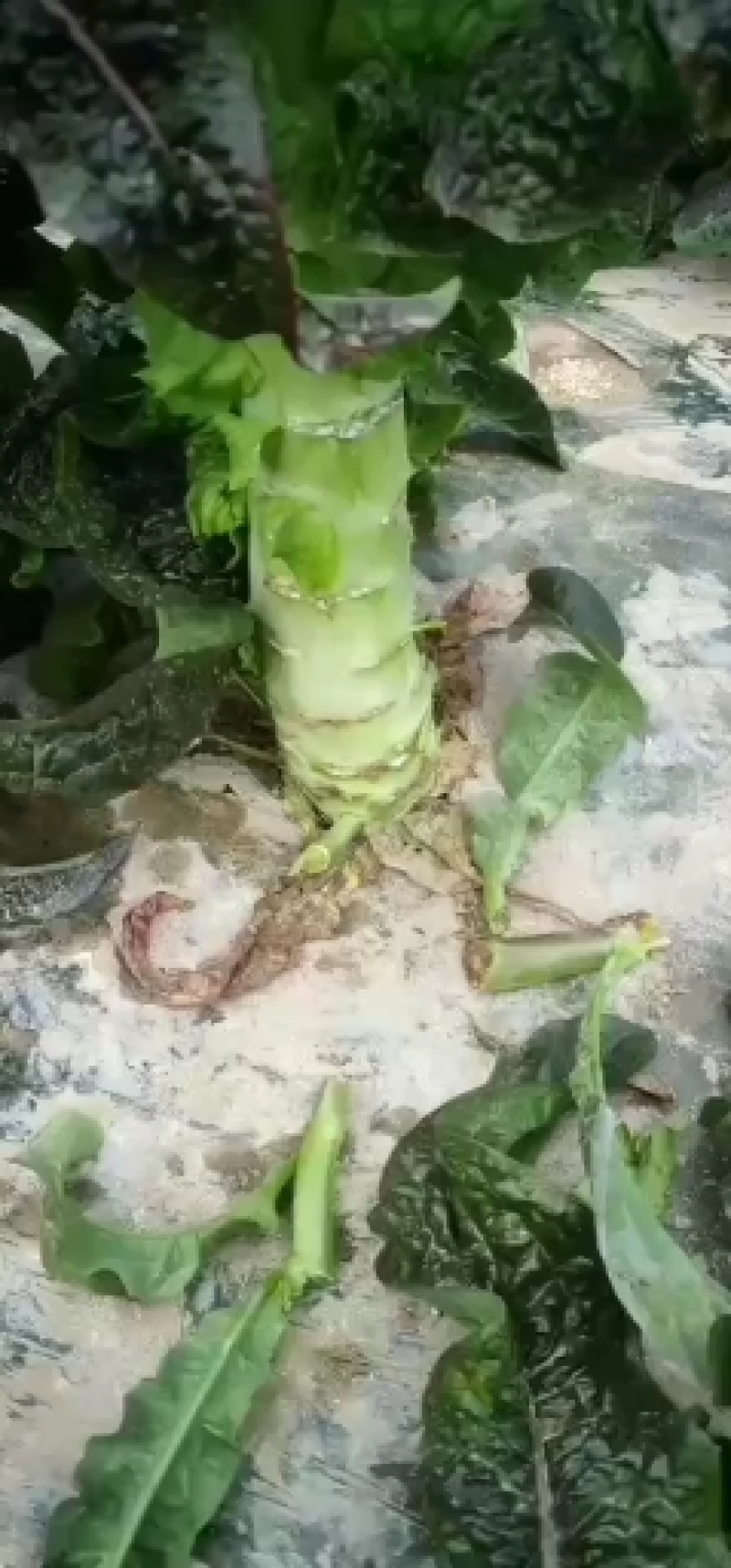 精品（兰州货）红叶莴笋大量有货，欢迎联系