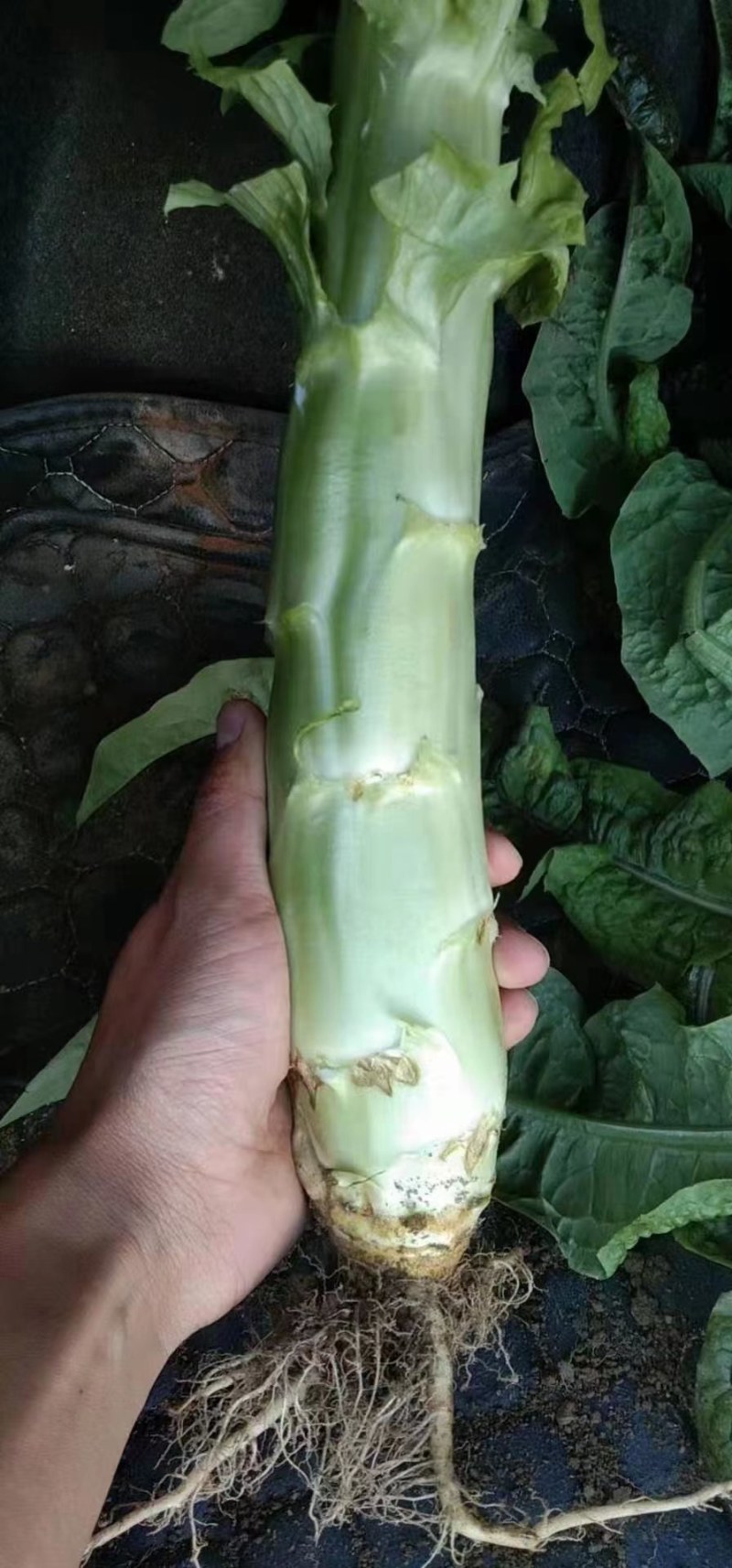 精品（兰州货）红叶莴笋大量有货，欢迎联系