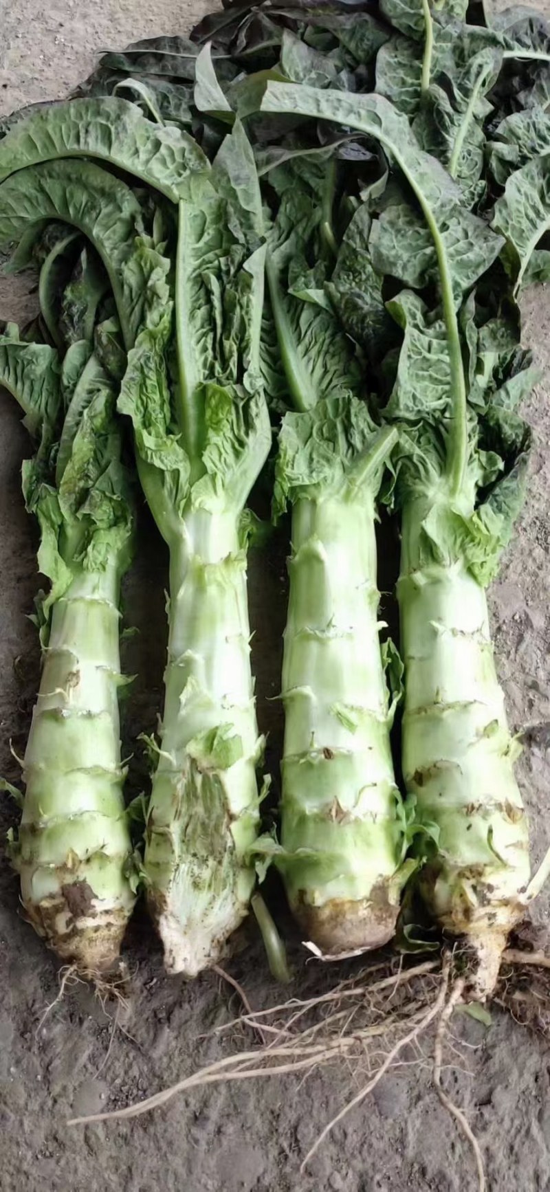 精品（兰州货）红叶莴笋大量有货，欢迎联系