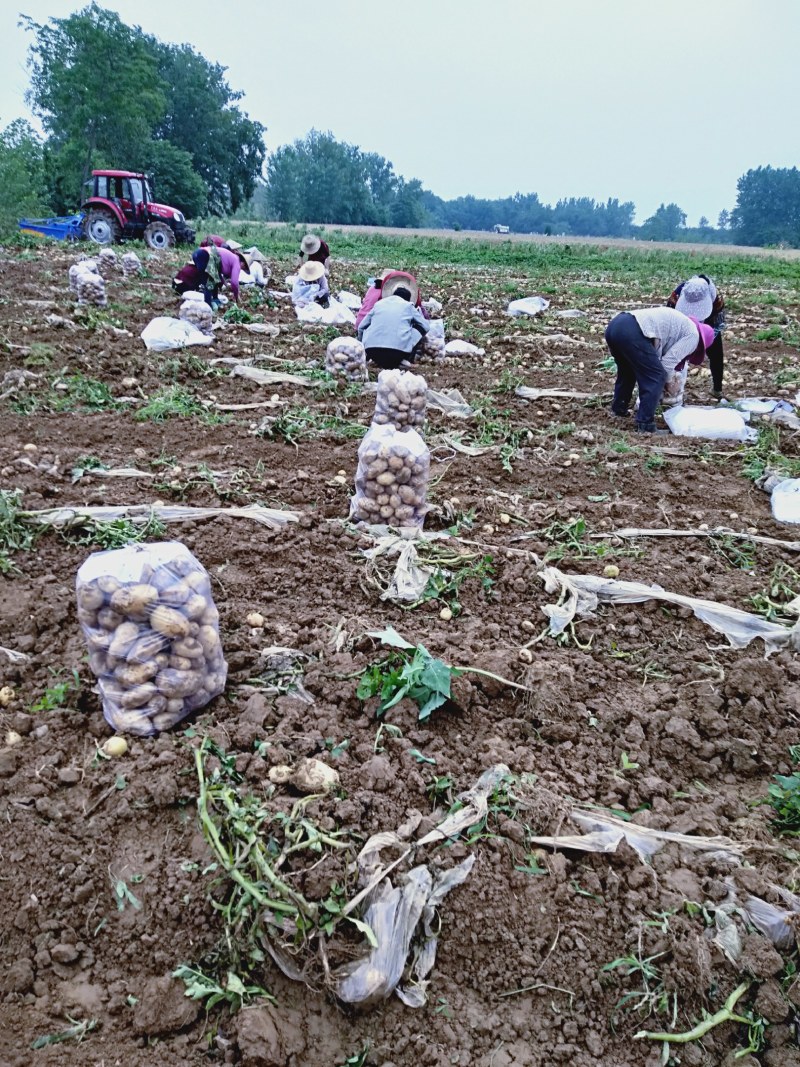 黄心土豆大量有货光滑无坑欢迎新朋友光临。