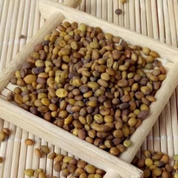 苦豆子，中药材苦豆子质量保证，经营各种中药材欢迎咨询合作