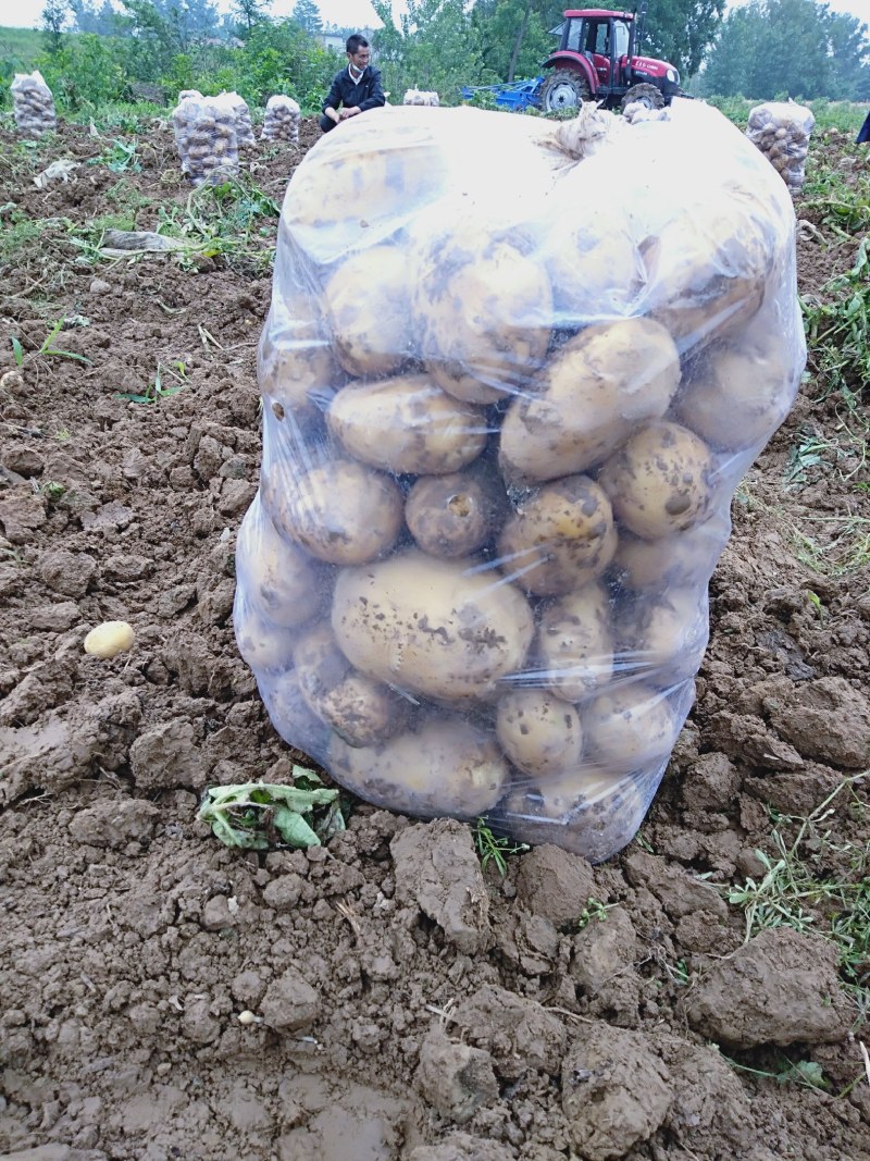 黄心土豆大量有货光滑无坑欢迎新朋友来电