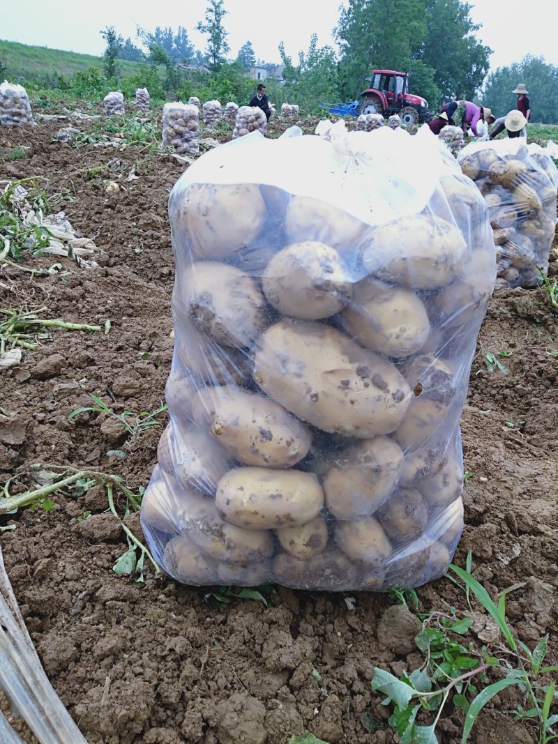黄心土豆大量有货光滑无坑欢迎新朋友来电