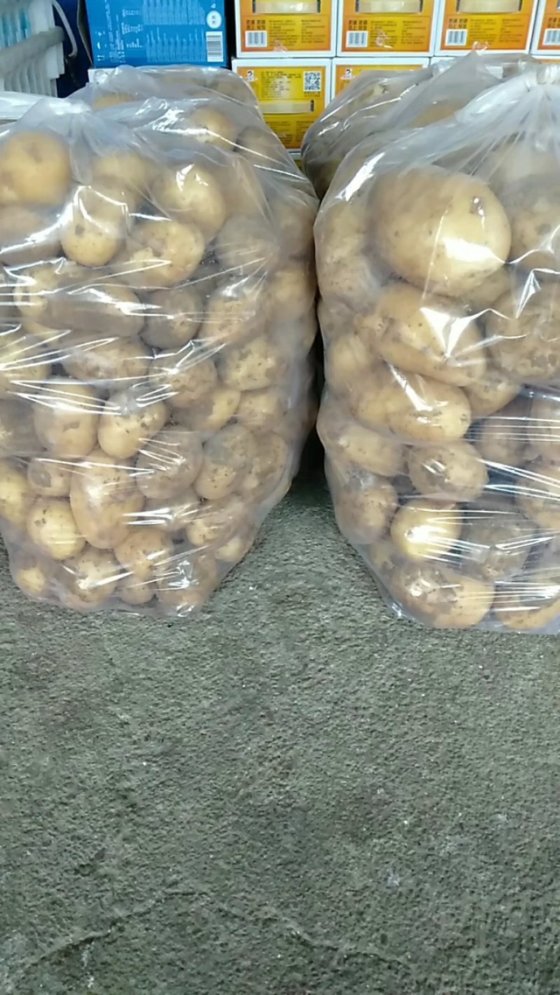 黄心土豆大量有货光滑无坑欢迎新朋友来电