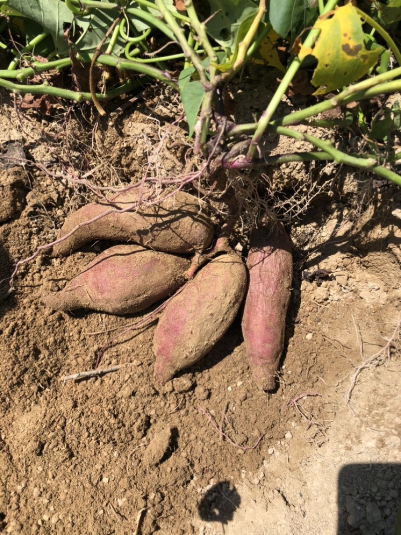 紫薯桂京8小花叶008大量供应欢迎咨询