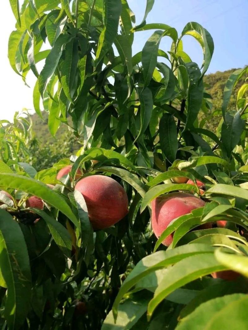 红桃【红宝石】量大优惠懂整的老板联系！产地直发！