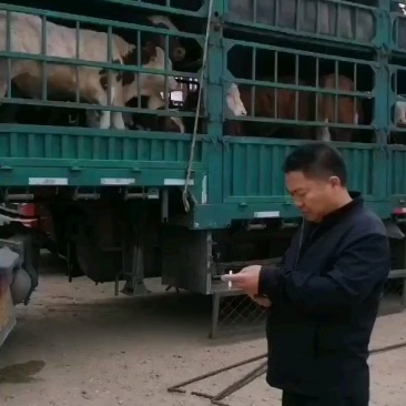 西门塔尔小公牛装车发有