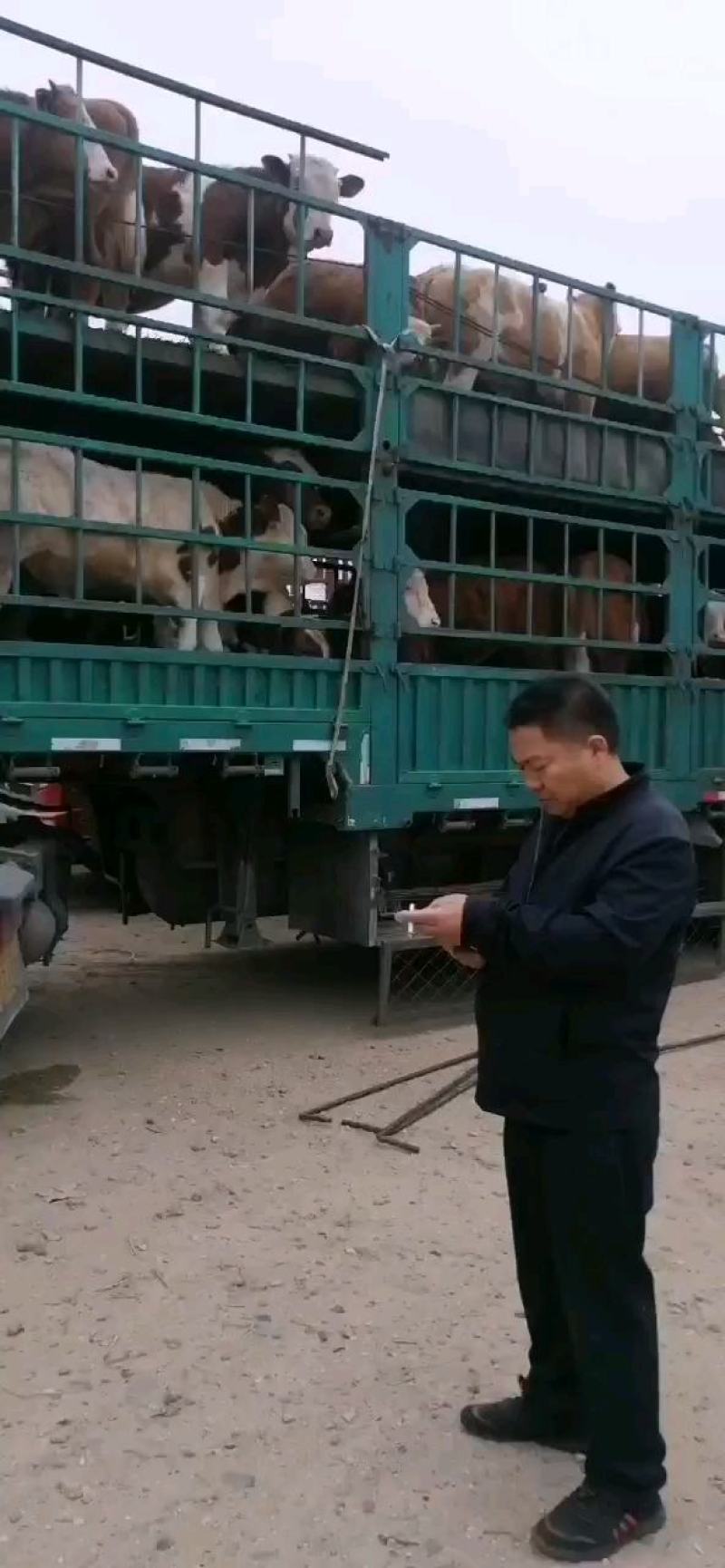 西门塔尔小公牛装车发有