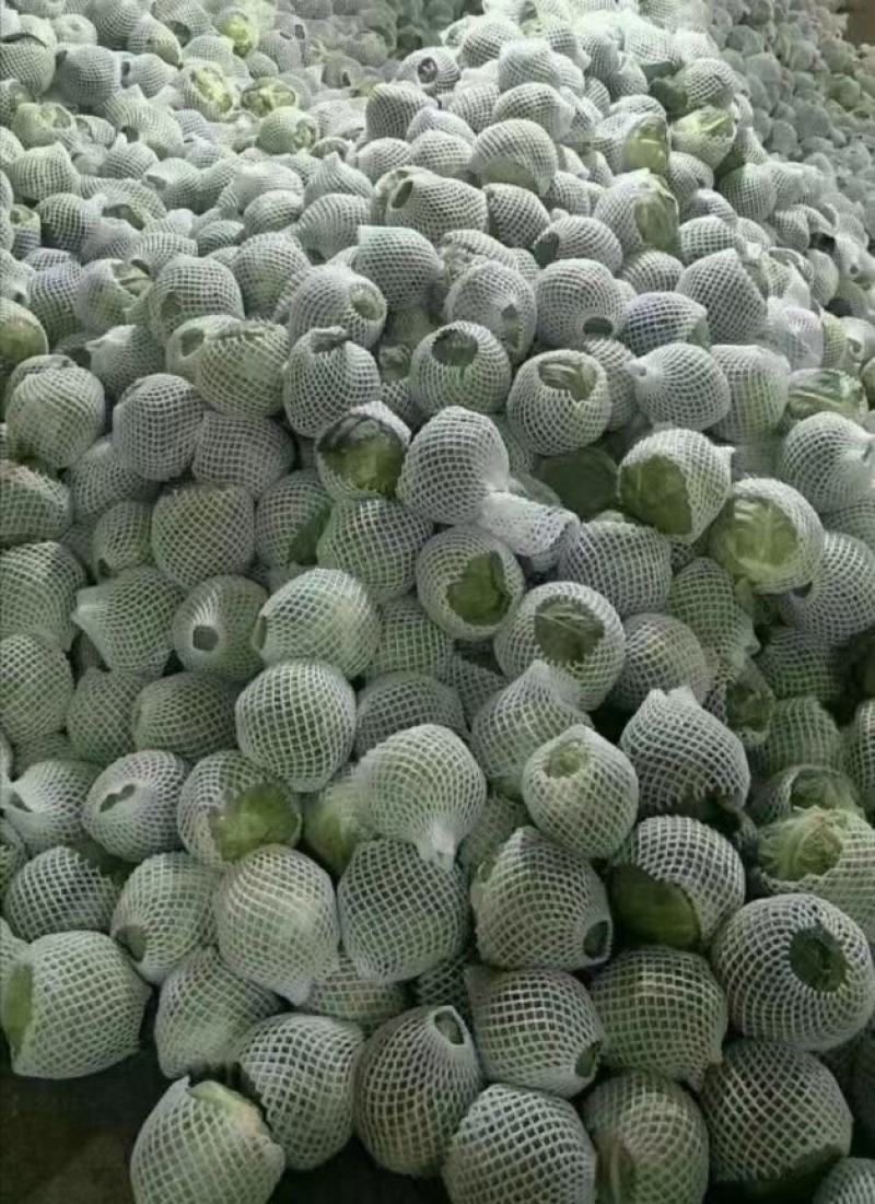 包包菜大量上市了