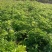 正宗海南黄花梨苗（量大价优）全国包邮,带原土发货