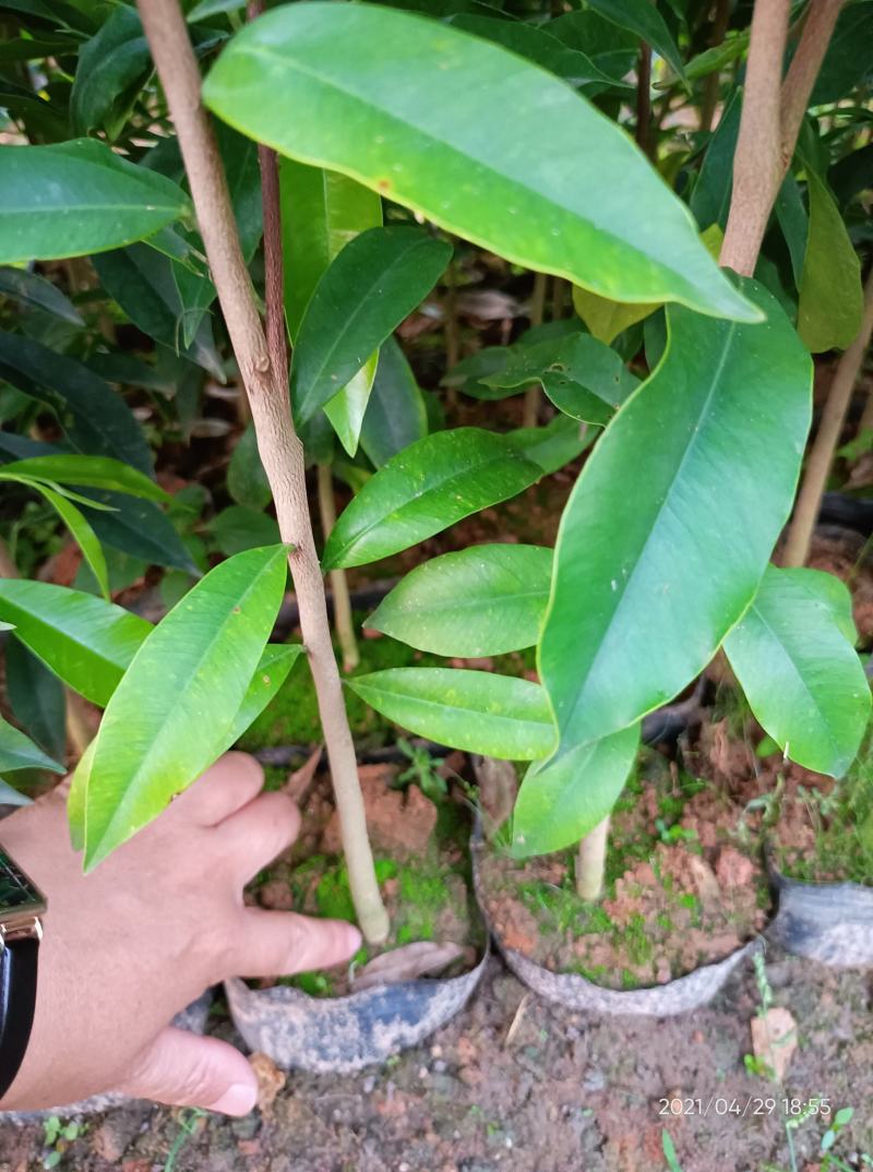 沉香苗（大中小规格都有，量大价优）全国包邮,广东茂名
