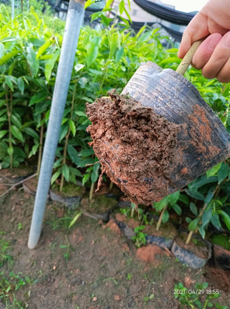 沉香苗（大中小规格都有，量大价优）全国包邮,广东茂名