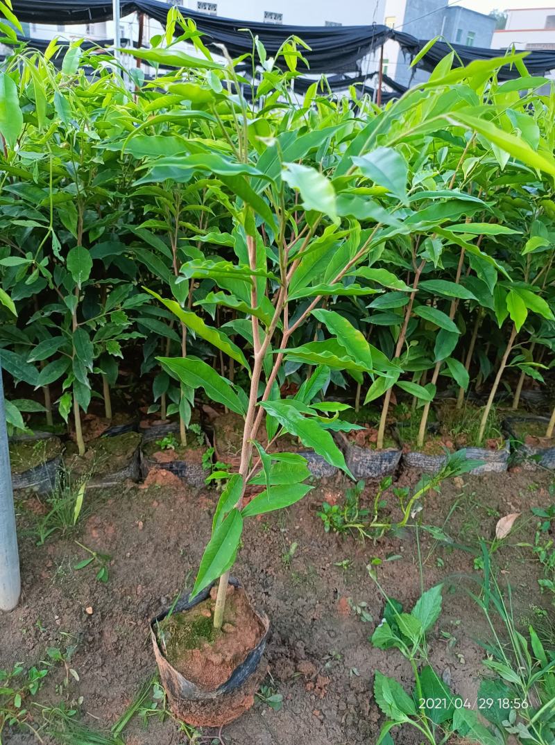 沉香苗（大中小规格都有，量大价优）全国包邮,广东茂名