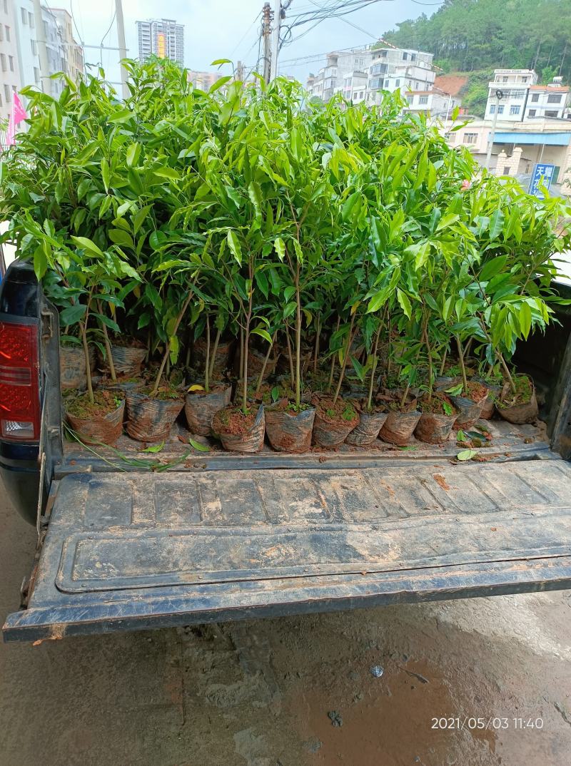 沉香苗（大中小规格都有，量大价优）全国包邮,广东茂名