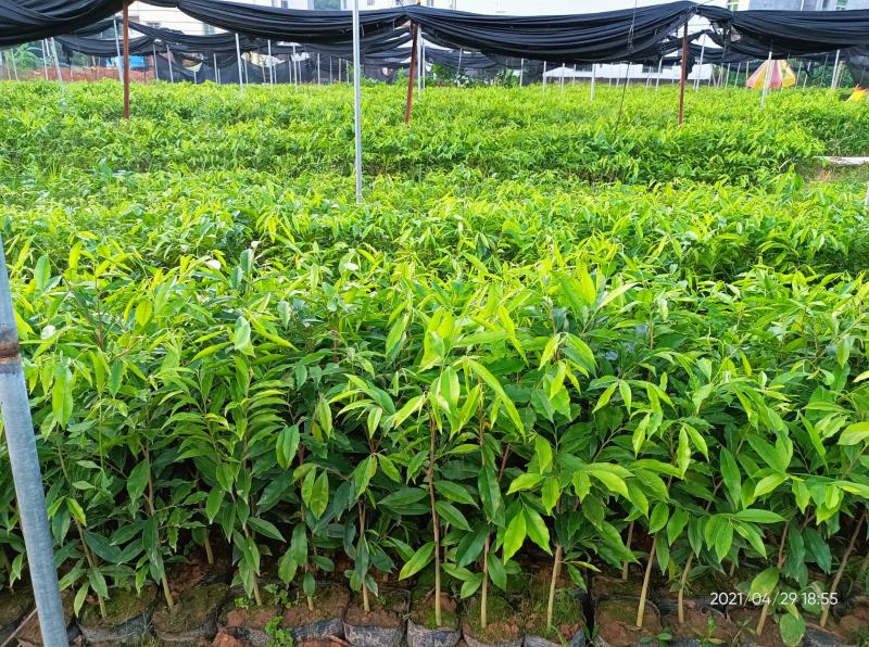 沉香苗（大中小规格都有，量大价优）全国包邮,广东茂名