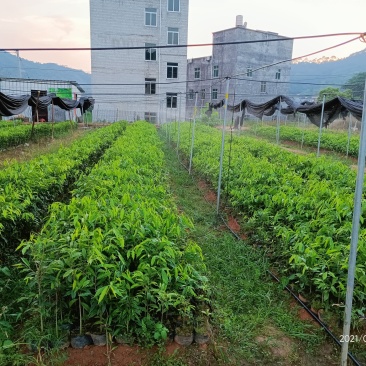 沉香苗（大中小规格都有，量大价优）全国包邮,广东茂名