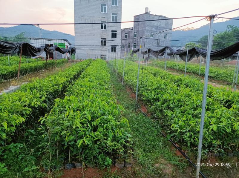 沉香苗（大中小规格都有，量大价优）全国包邮,广东茂名