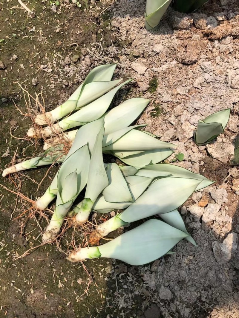 虎皮兰裸根矮脚虎皮兰白玉虎皮兰各规格批发零售