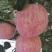 红富士苹果，皮薄色艳，多汁多肉自然成熟，不打蜡，无公害