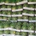 开封精品美都西瓜大量上市货源充足诚信经营，产地供货