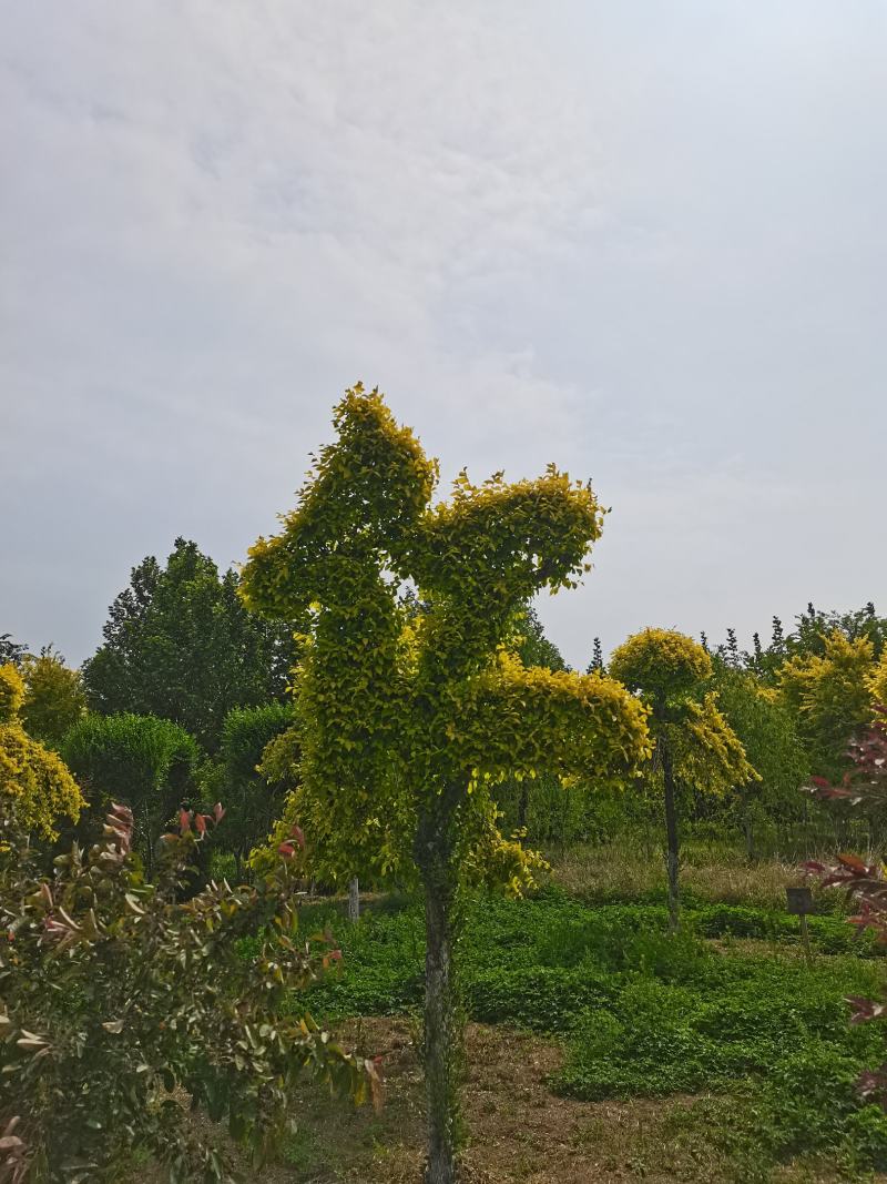 精品金叶榆云片造型，造型树，胸径12-16公分，一手货源