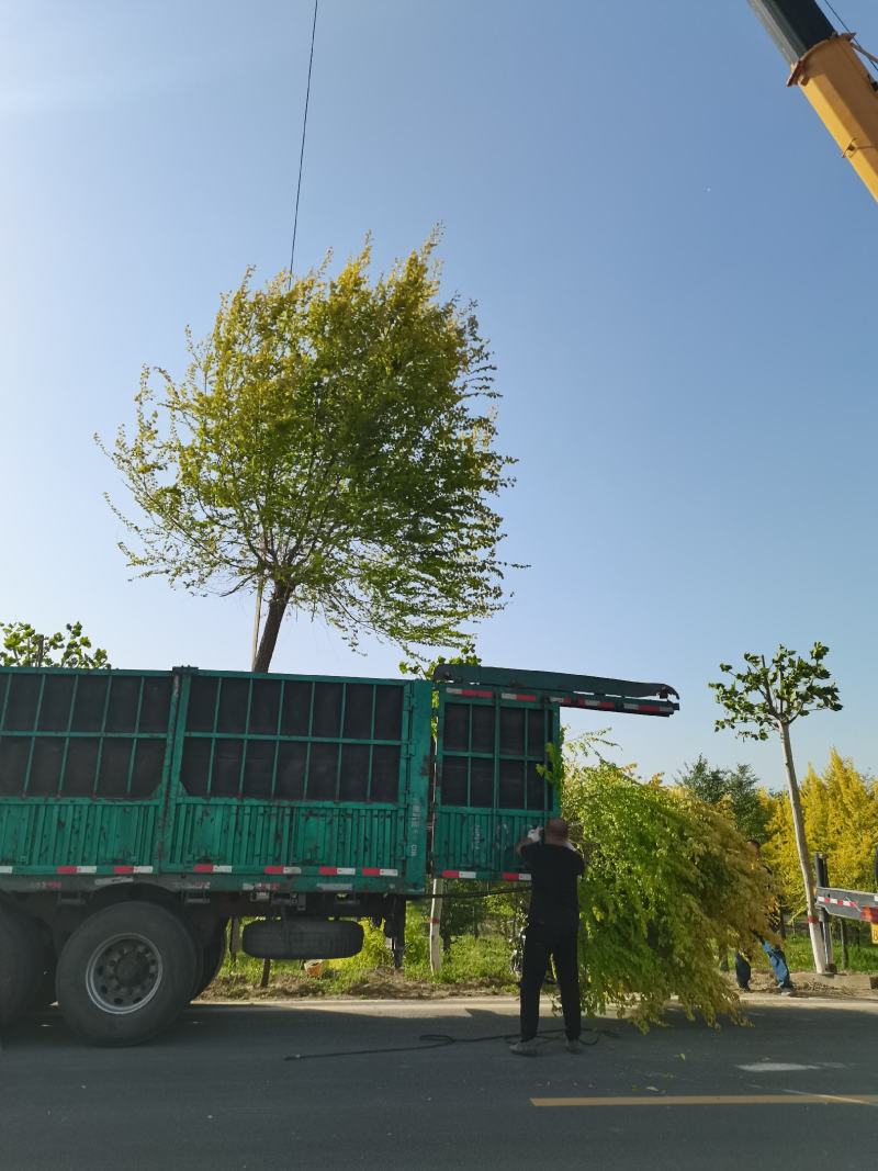 精品金叶榆云片造型，造型树，胸径12-16公分，一手货源