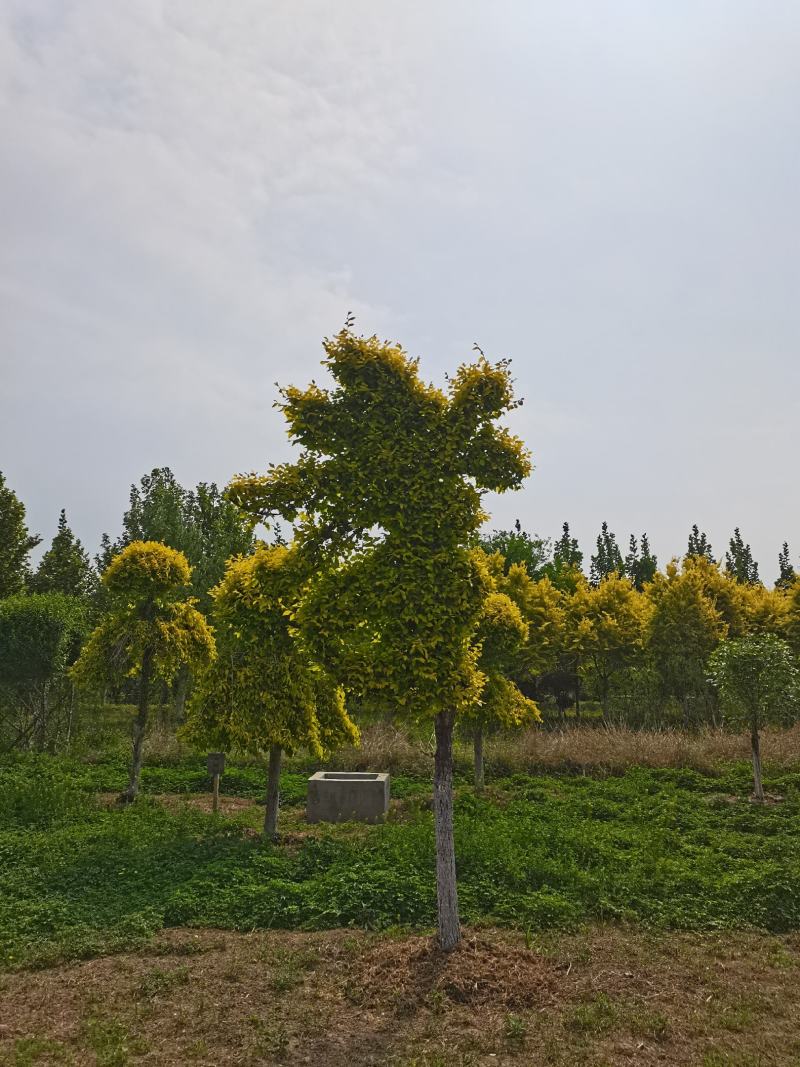 精品金叶榆云片造型，造型树，胸径12-16公分，一手货源