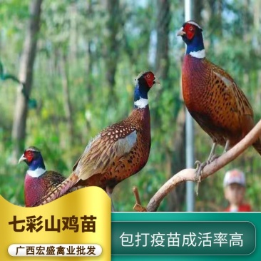 鸡苗七彩山鸡苗纯正苗靓孵化厂家直发运输包成品