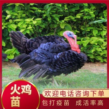 鸡苗贝蒂娜火鸡苗优质鸡苗专业孵化厂家直发包打疫苗