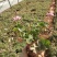 红花酢浆草，红花酢浆草小杯苗10袋红花酢浆草，绿化苗木