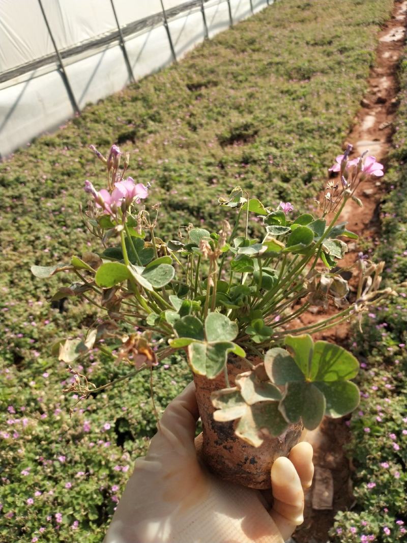 红花酢浆草，红花酢浆草小杯苗10袋红花酢浆草，绿化苗木