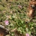 红花酢浆草，红花酢浆草小杯苗10袋红花酢浆草，绿化苗木