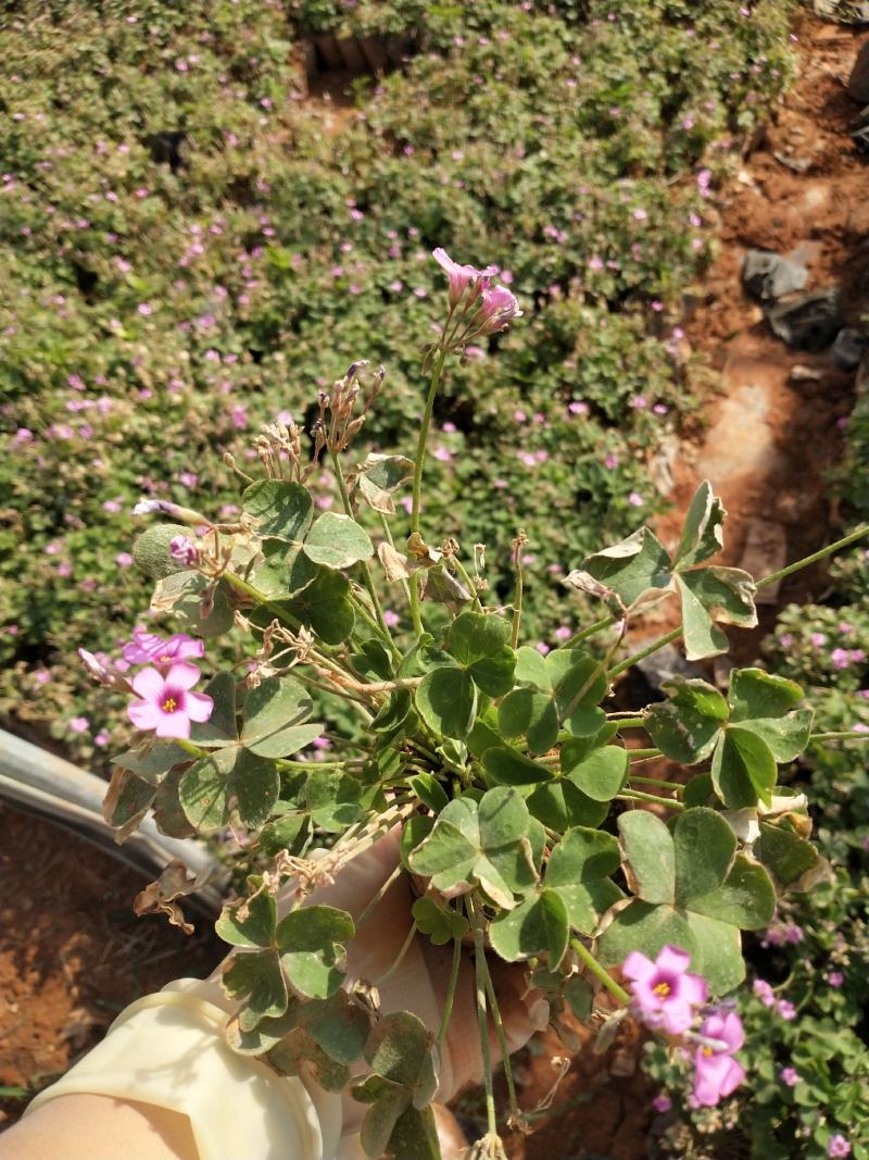 红花酢浆草，红花酢浆草小杯苗10袋红花酢浆草，绿化苗木