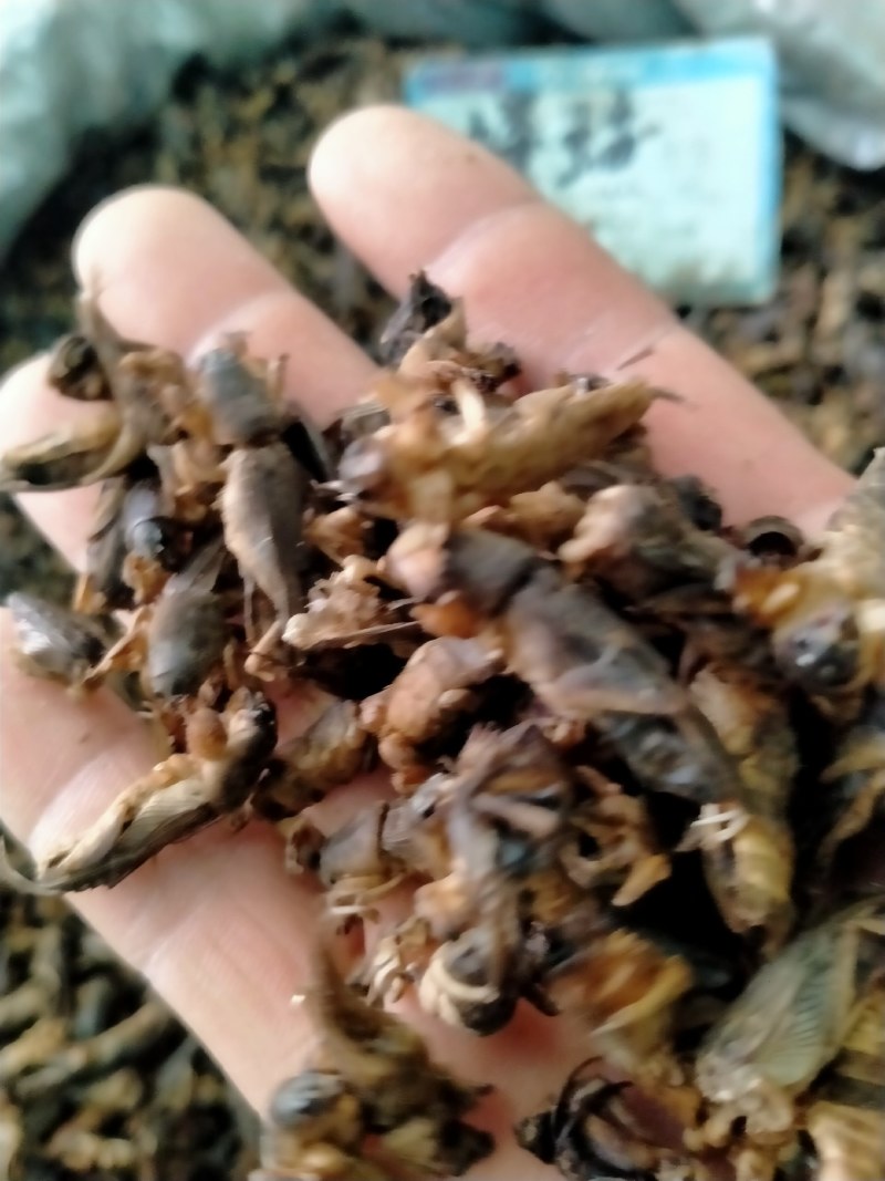 蝼蛄！蝼蛄原产地自产自销一手货源规格多，品质好！