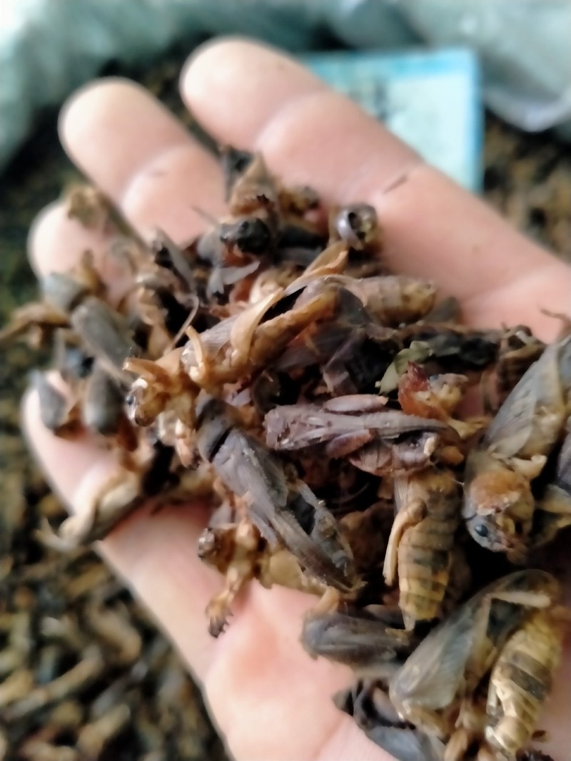 蝼蛄！蝼蛄原产地自产自销一手货源规格多，品质好！