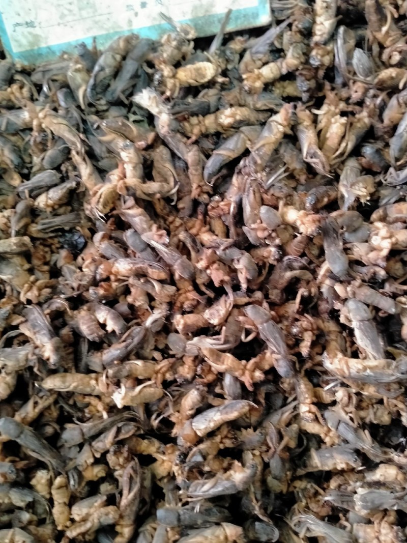 蝼蛄！蝼蛄原产地自产自销一手货源规格多，品质好！