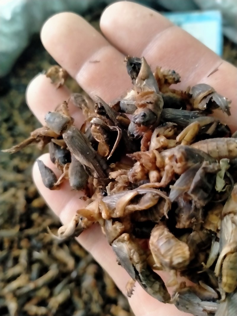 蝼蛄！蝼蛄原产地自产自销一手货源规格多，品质好！
