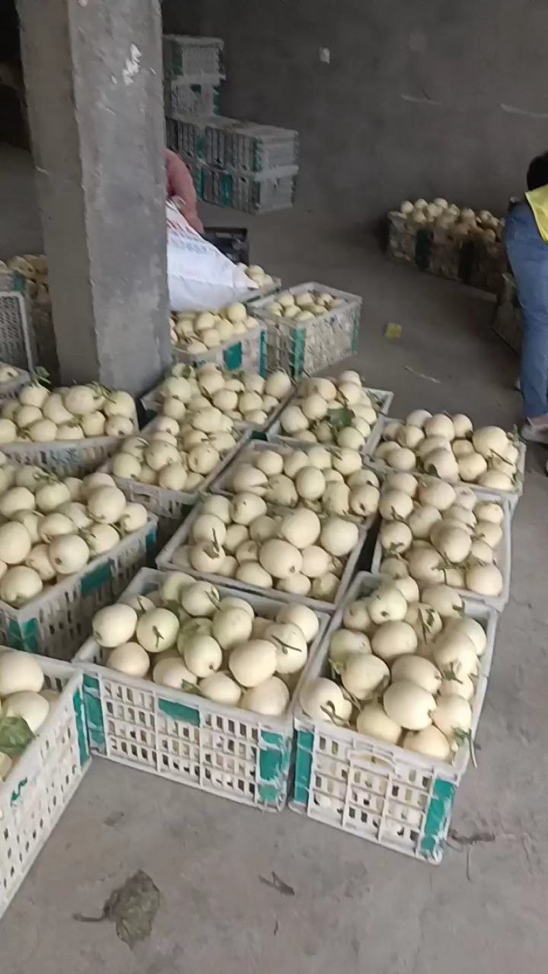 白沙蜜白瓜，各种白甜瓜大量上市中，保熟保甜